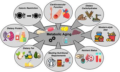 Editorial: Nutrition and metabolic aging